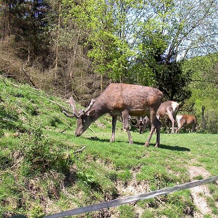 Birkenhain Stolberg i. Harz Exteriör bild